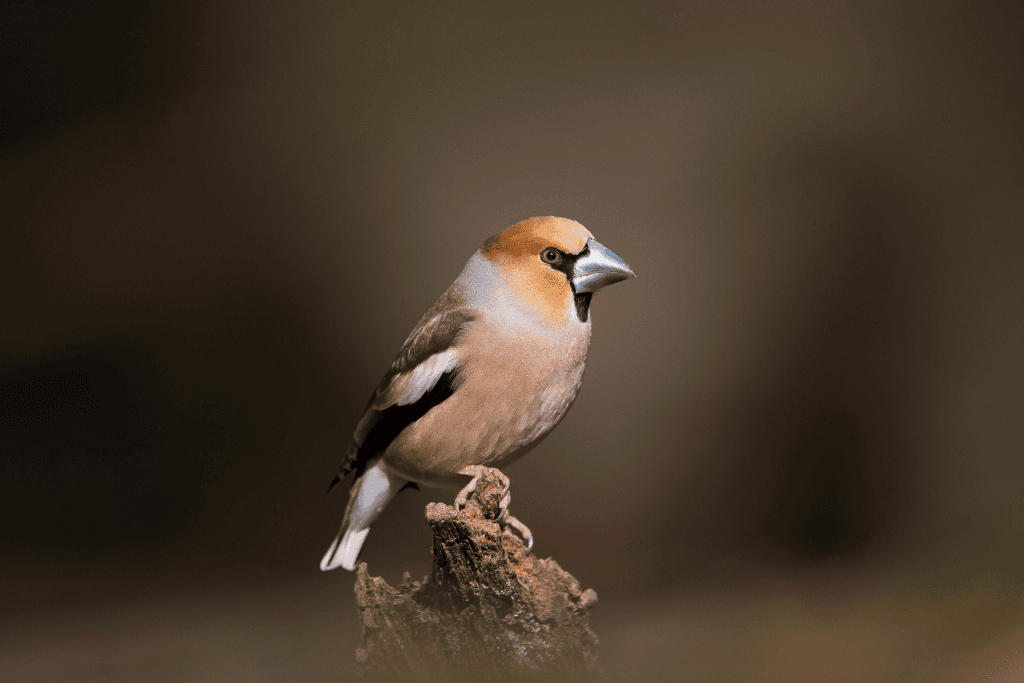 a hawfinch in the forest of dean for honeymoon wildlife tour