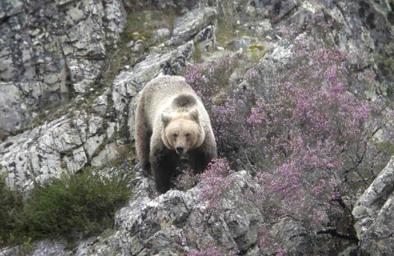 Wolves & Bears in the Cantabrian Mountains