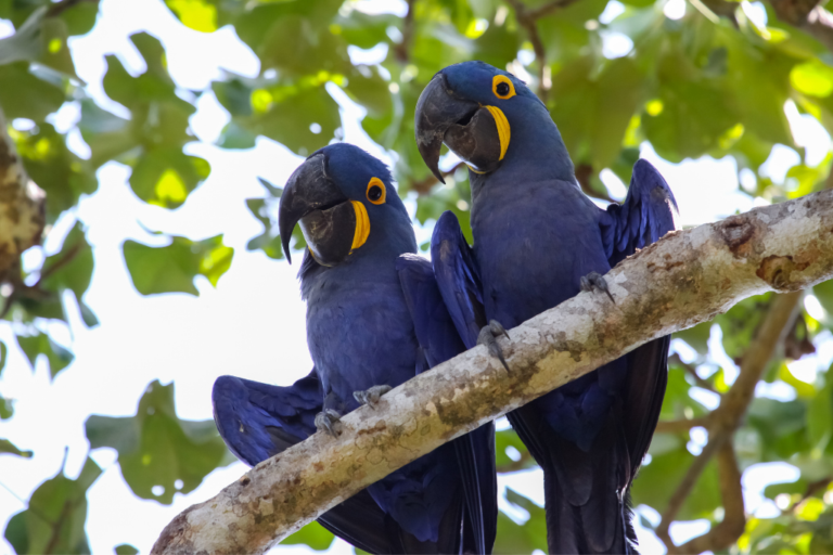 Best Wildlife Honeymoon Tour