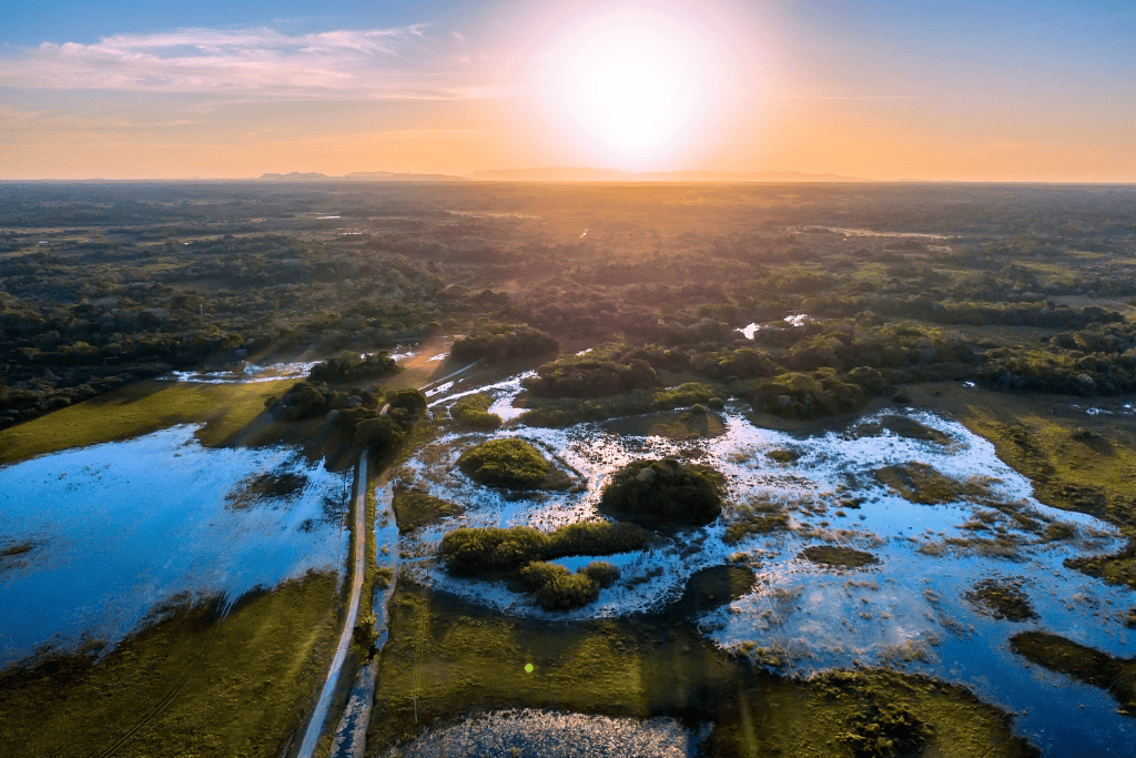southern pantanal for honeymoon wildlife tour