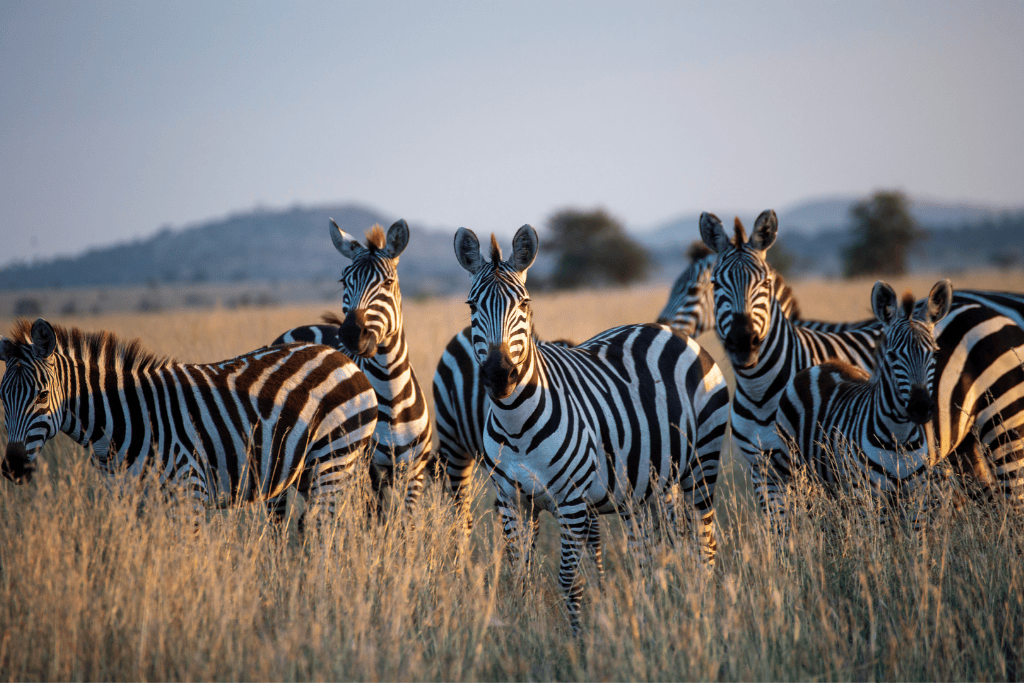 zebra on the plains of tanzania on a honeymoon wildlife tour